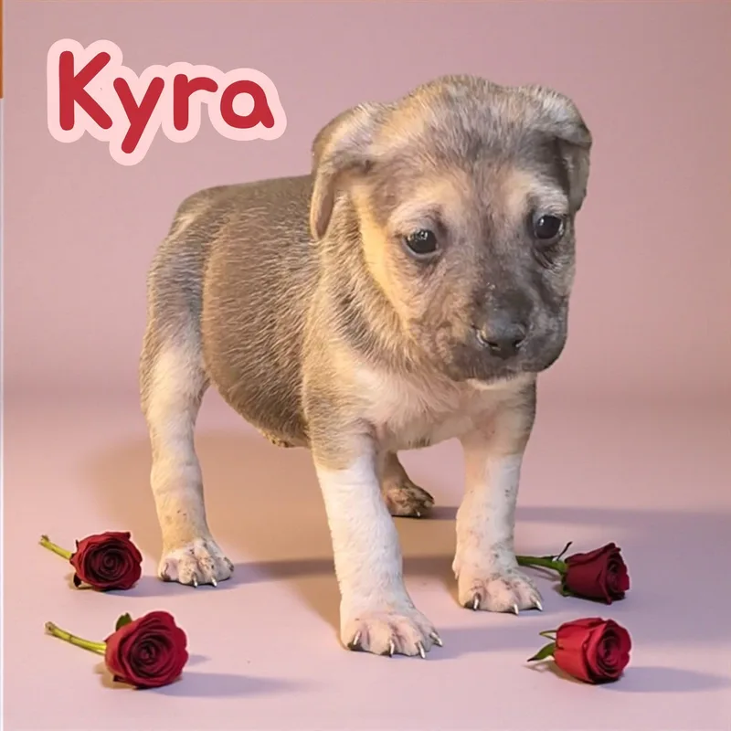 Kyra thumbnail 3