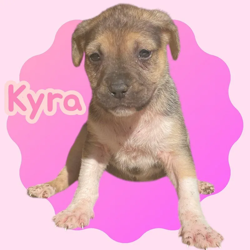 Kyra thumbnail 4