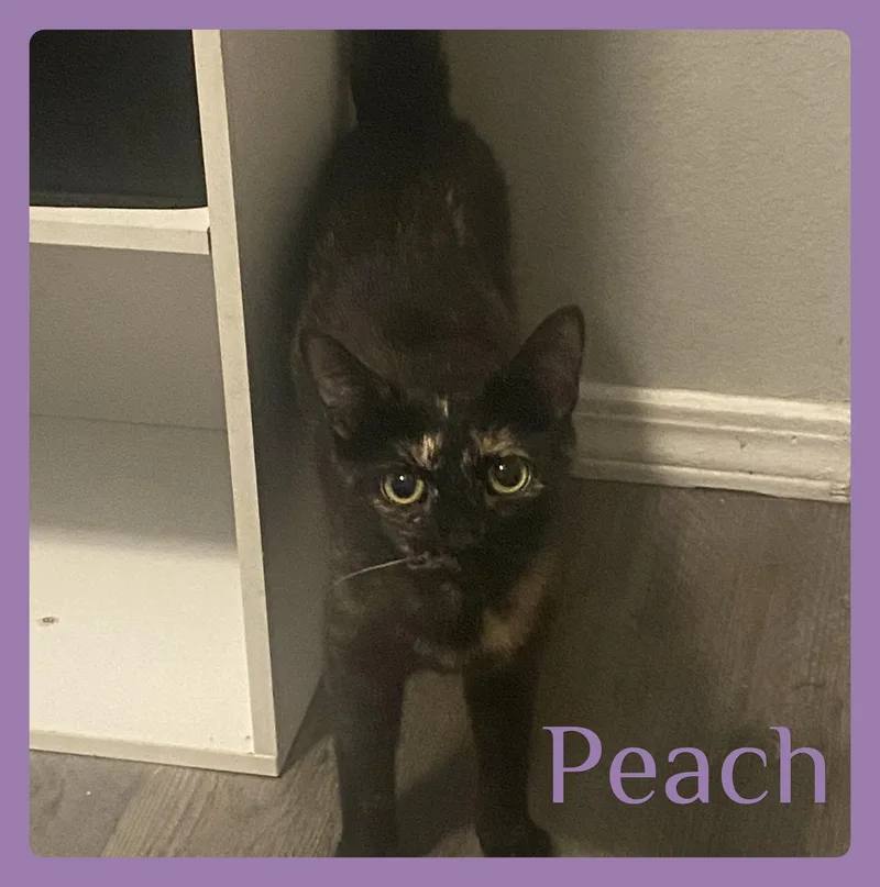 An adult medium-sized female Tortoiseshell cat named Peach for adoption in Lawton, OK