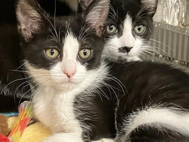 A baby small-sized female Domestic Short Hair cat named Flora for adoption in Tustin, CA
