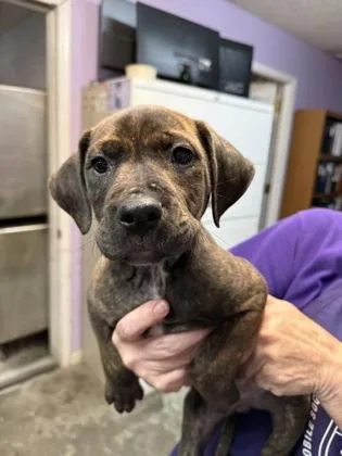 A baby small-sized male Mixed Breed dog named Chance for adoption in West Chester, PA