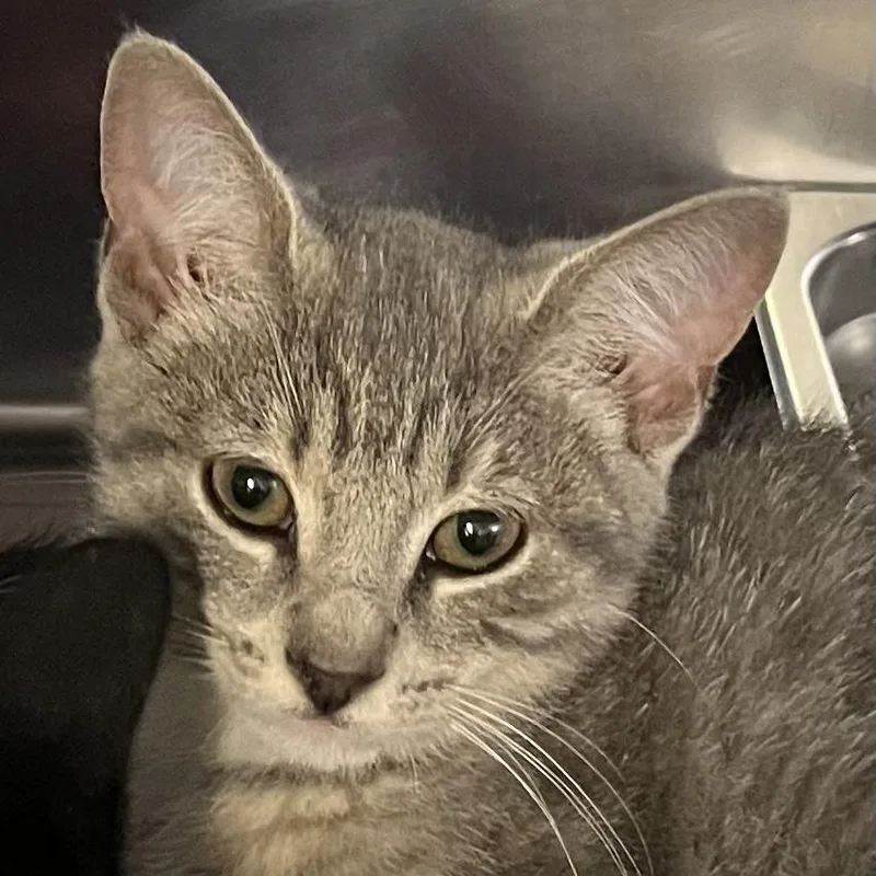 A baby small-sized female Gray / Blue / Silver Domestic Short Hair cat named Avid for adoption in Baltimore, MD