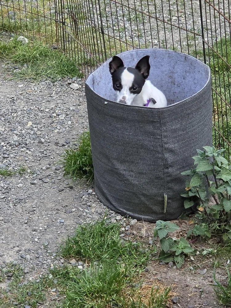 Milo