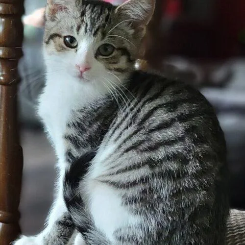 A baby small-sized female Tabby (Brown / Chocolate) Domestic Short Hair cat named Mari Mercedes for adoption in Canal Winchester, OH