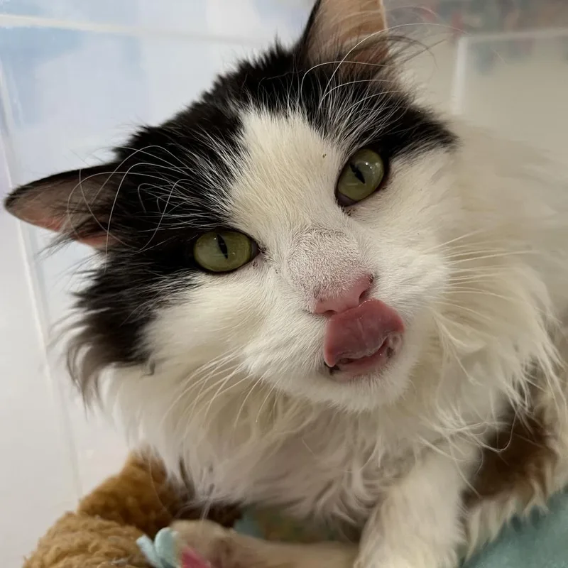 A senior medium-sized female White Domestic Medium Hair cat named Precious for adoption in Branford, CT