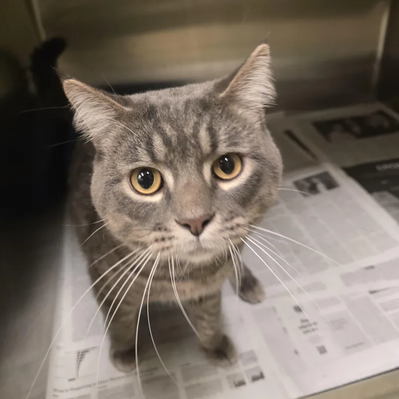 An adult medium-sized male Tabby (Gray / Blue / Silver) Domestic Short Hair cat named Dustin for adoption in Cicero, IL