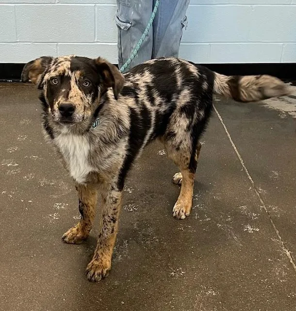 A baby medium-sized male Tricolor (Brown, Black, & White) Labradoodle dog named Toby for adoption in Albany, NY