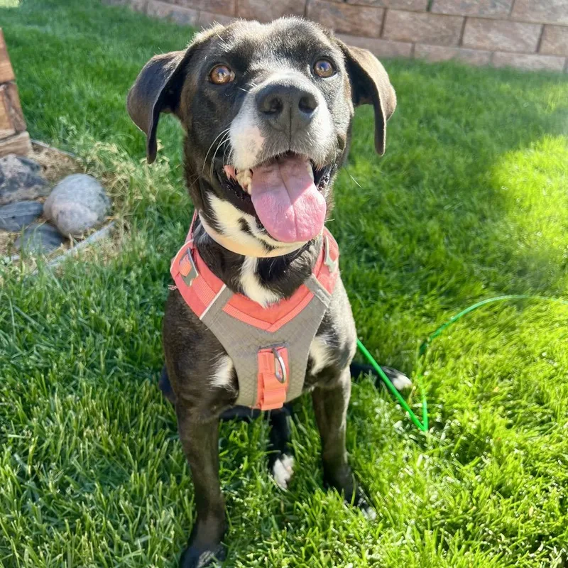 An adult medium-sized female Black Mixed Breed dog named Elena for adoption in Fort Collins, CO