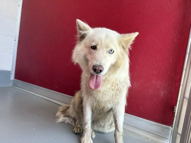An adult large-sized female Alaskan Malamute dog named A for adoption in Visalia, CA