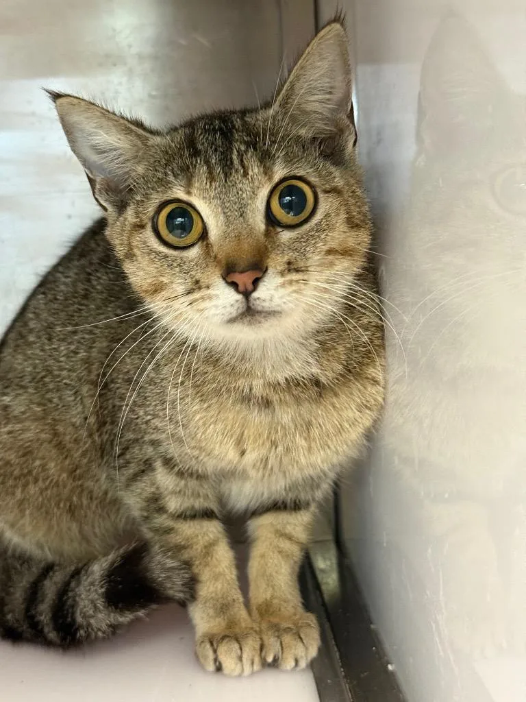 A young medium-sized female Domestic Short Hair cat named Random Tabby for adoption in Rome, GA