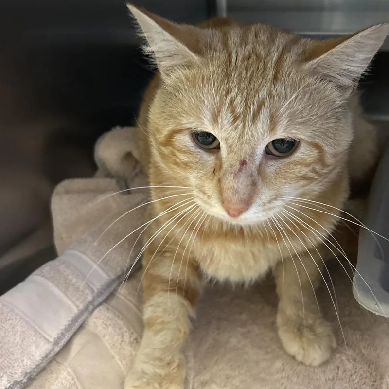A young medium-sized male Orange / Red Domestic Short Hair cat named Tucson for adoption in Bristol, IN