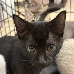 A baby small-sized female Black Domestic Short Hair cat named Dopey for adoption in Lake Jackson, TX