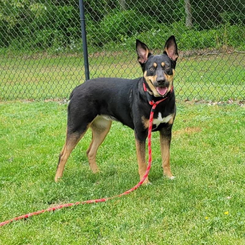 A young medium-sized female Black Australian Kelpie dog named Harleigh for adoption in Cabot, AR