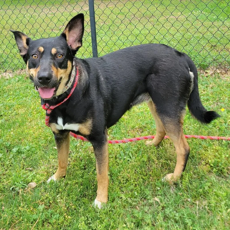 Harleigh thumbnail 3