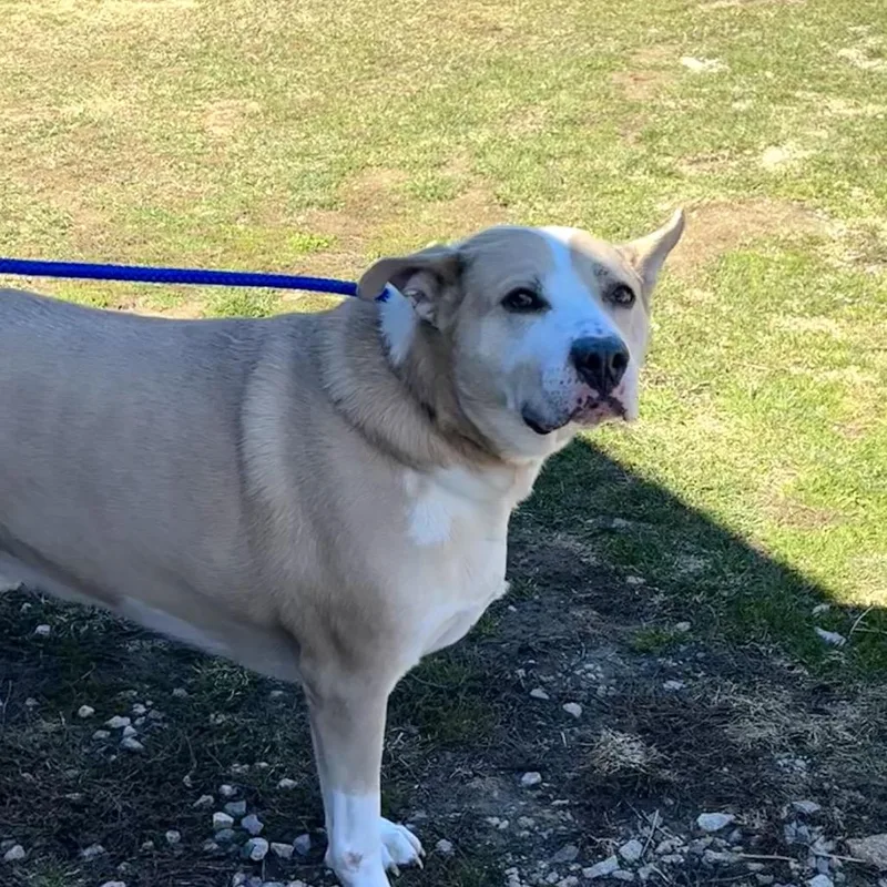 A senior large-sized male White / Cream Mixed Breed dog named Lee for adoption in Dover, NH