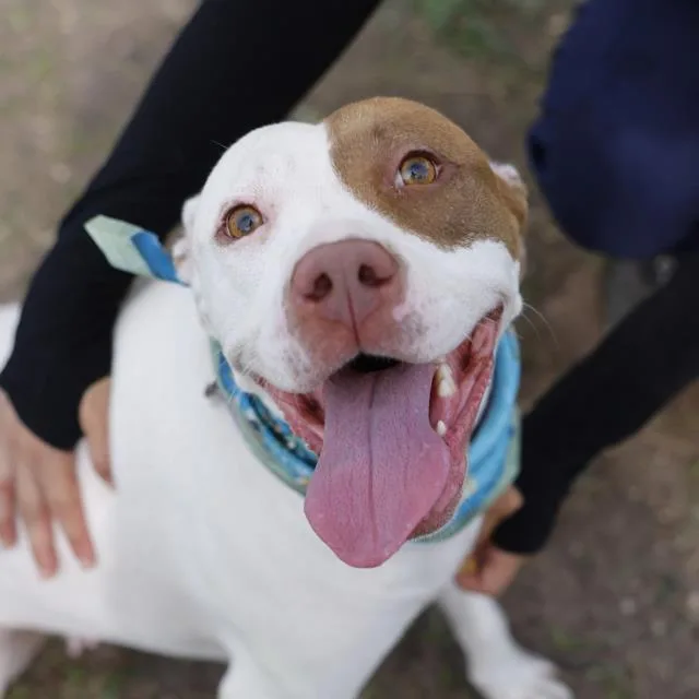 A young large-sized female American Staffordshire Terrier dog named Pearl for adoption in San Antonio, TX