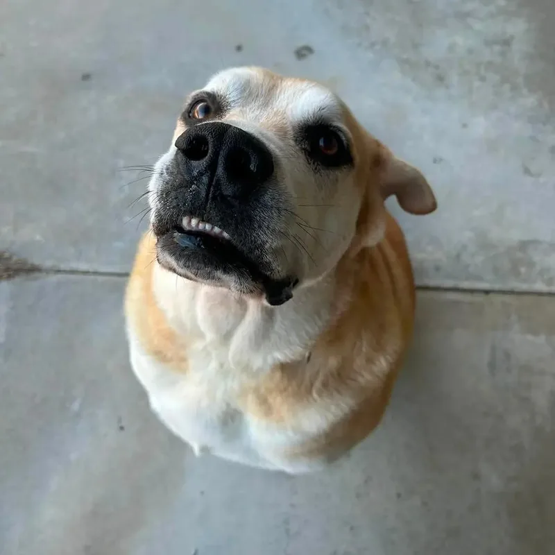 An adult large-sized male Yellow / Tan / Blond / Fawn Yellow Labrador Retriever dog named Logan for adoption in King George, VA