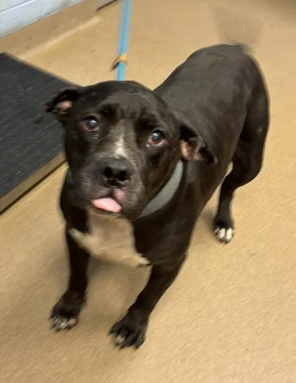 A senior large-sized female Mixed Breed dog named Canada for adoption in Chamblee, GA