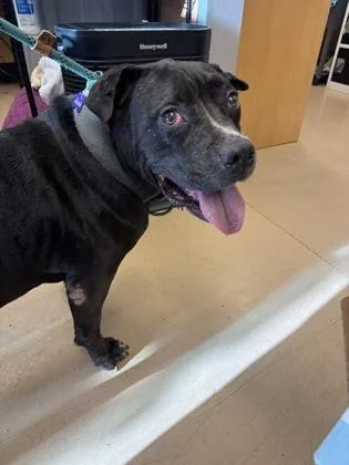 Canada thumbnail 3