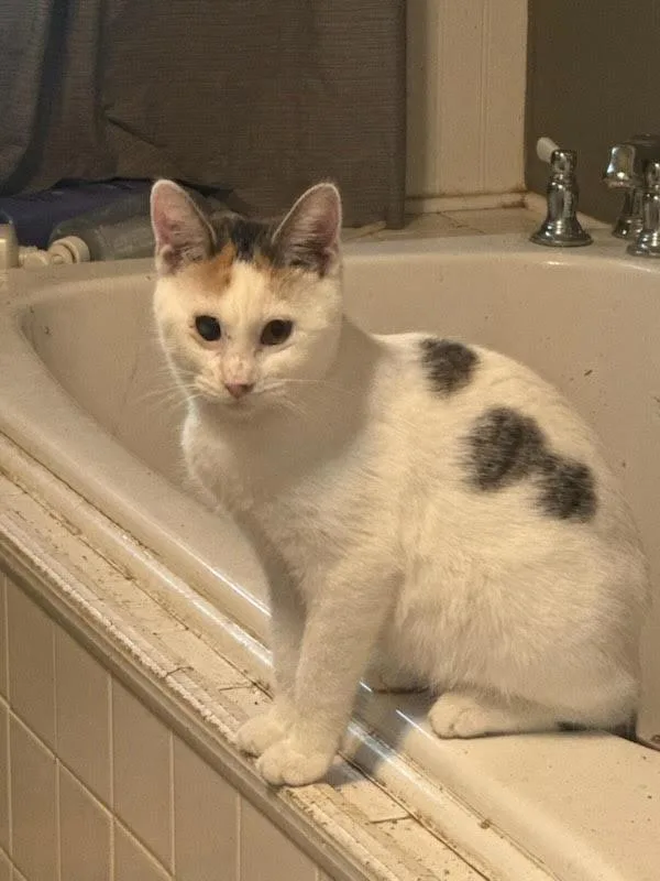 A baby medium-sized female Domestic Short Hair cat named Galaxy for adoption in Salt Lake City, UT