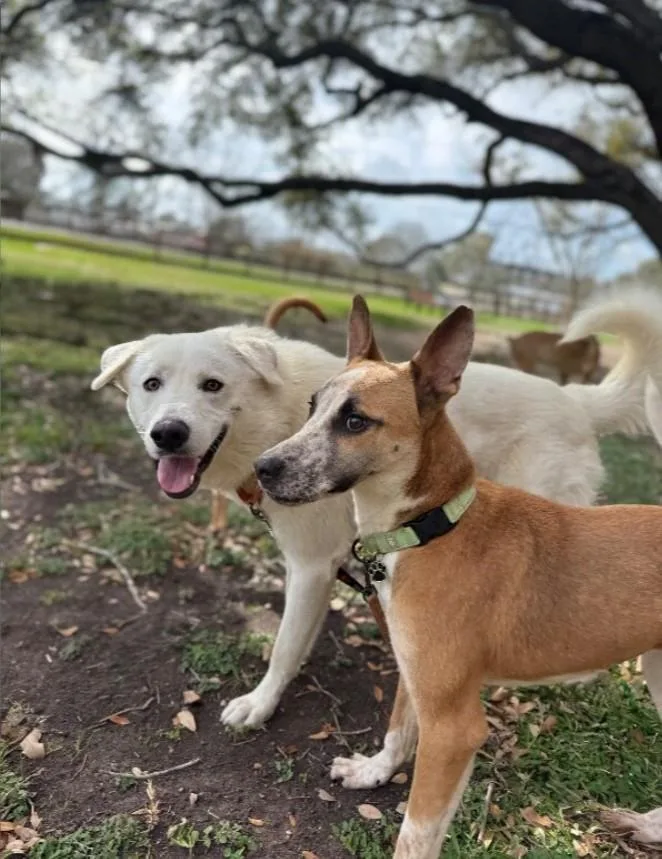 Speckled Beans thumbnail 3