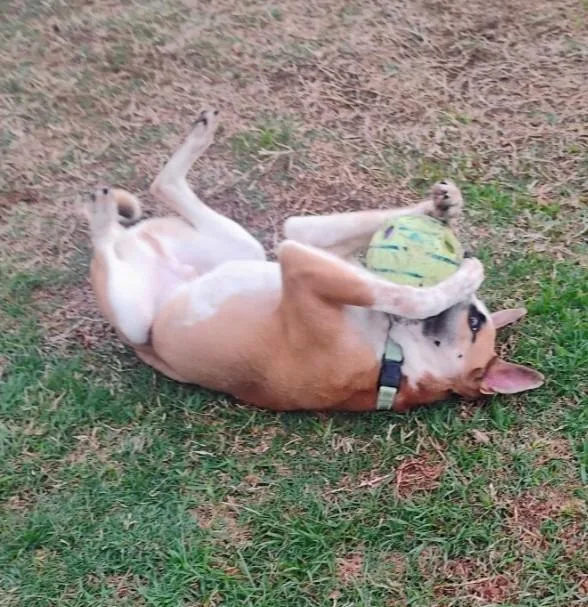 Speckled Beans thumbnail 5