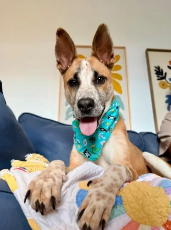 Speckled Beans thumbnail 6