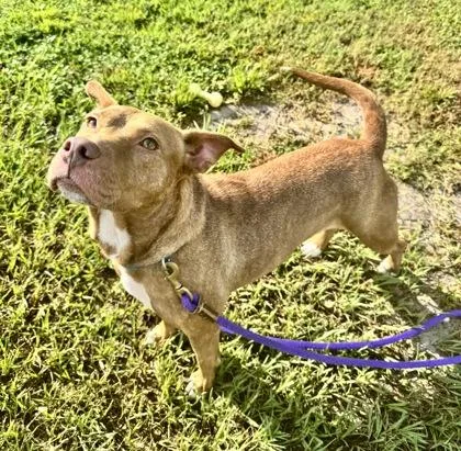 An adult large-sized female Mixed Breed dog named Royalty for adoption in Vero Beach, FL