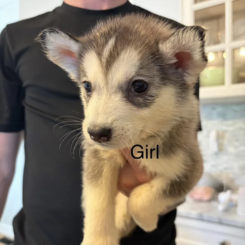 A baby medium-sized female Black Siberian Husky dog named Aspen for adoption in Brentwood, TN