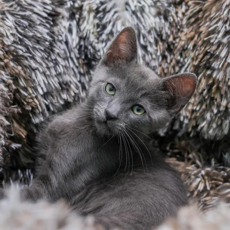 A baby small-sized female Gray / Blue / Silver Domestic Short Hair cat named Kaa for adoption in Los Angeles, CA
