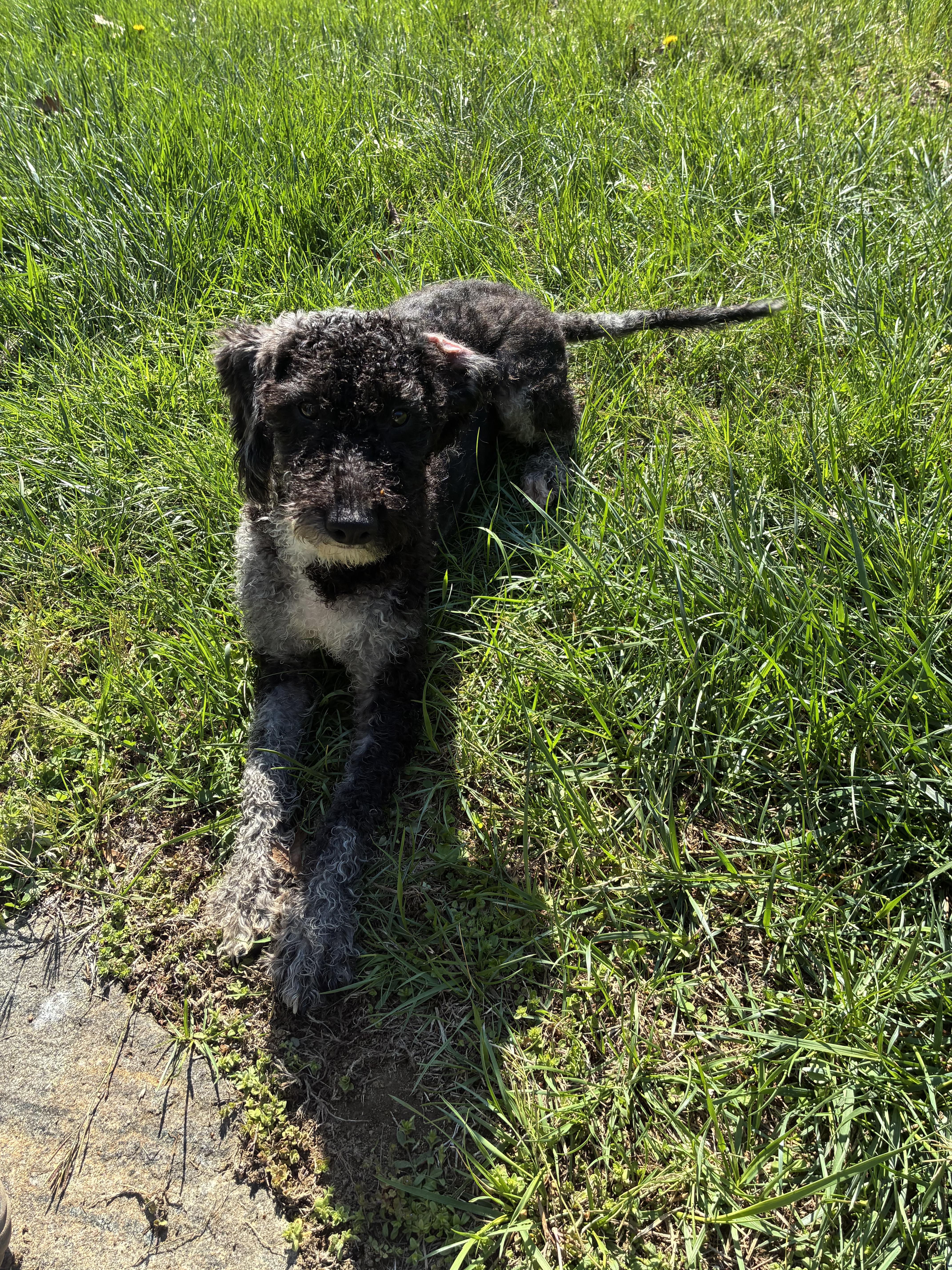 Oreo