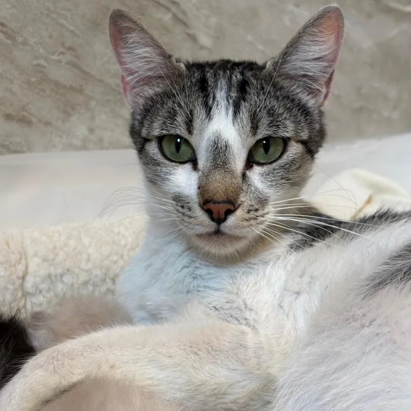 An adult small-sized female White Domestic Short Hair cat named Daisy Faye mamma for adoption in Tustin, CA