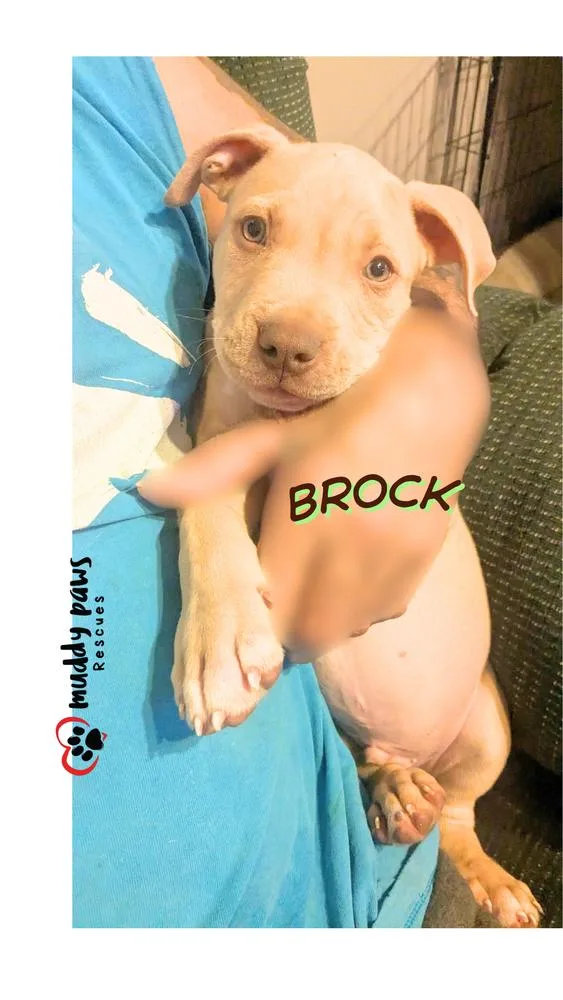 Brock