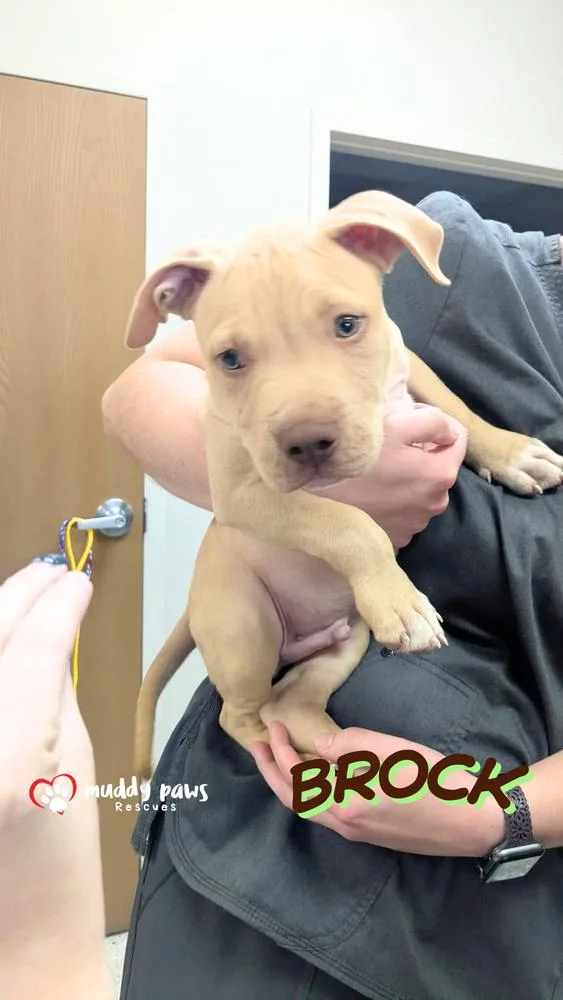 Brock thumbnail 2