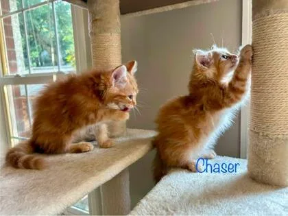 A young small-sized female Domestic Short Hair cat named B Chasey for adoption in North Charleston, SC