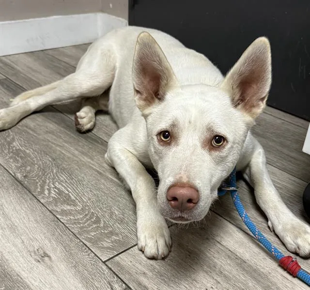 A young medium-sized male Siberian Husky dog named Chandler for adoption in Redlands, CA
