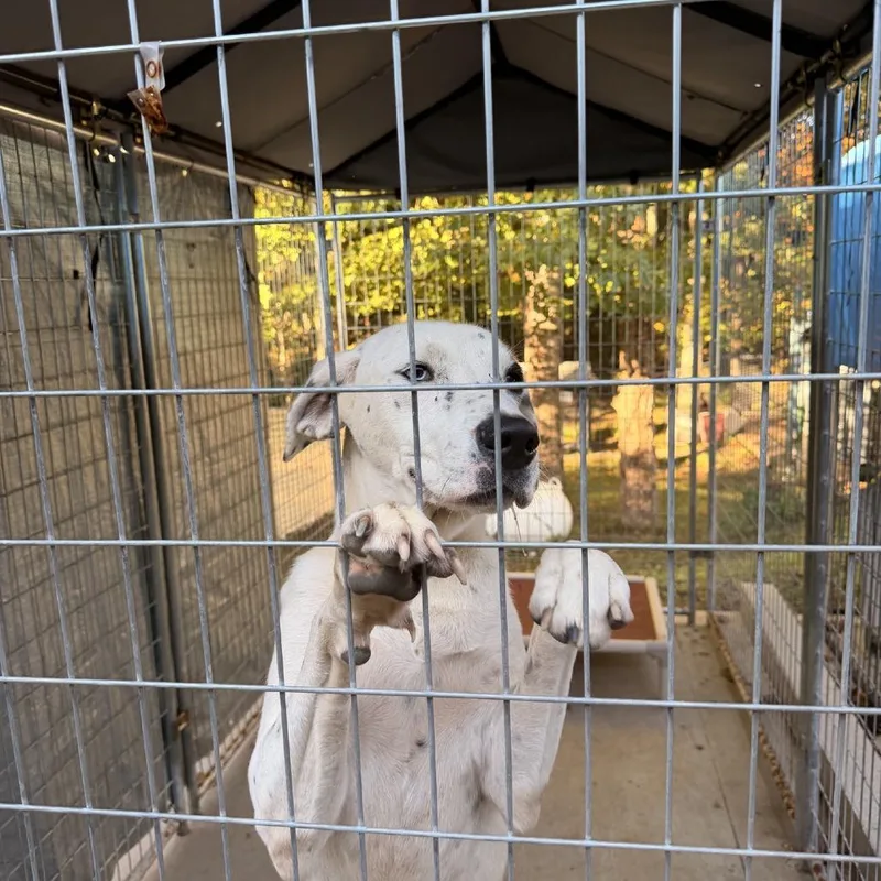 An adult large-sized male Mixed Breed dog named Oakley for adoption in Columbus, NC