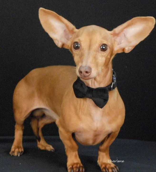 Chiweenie