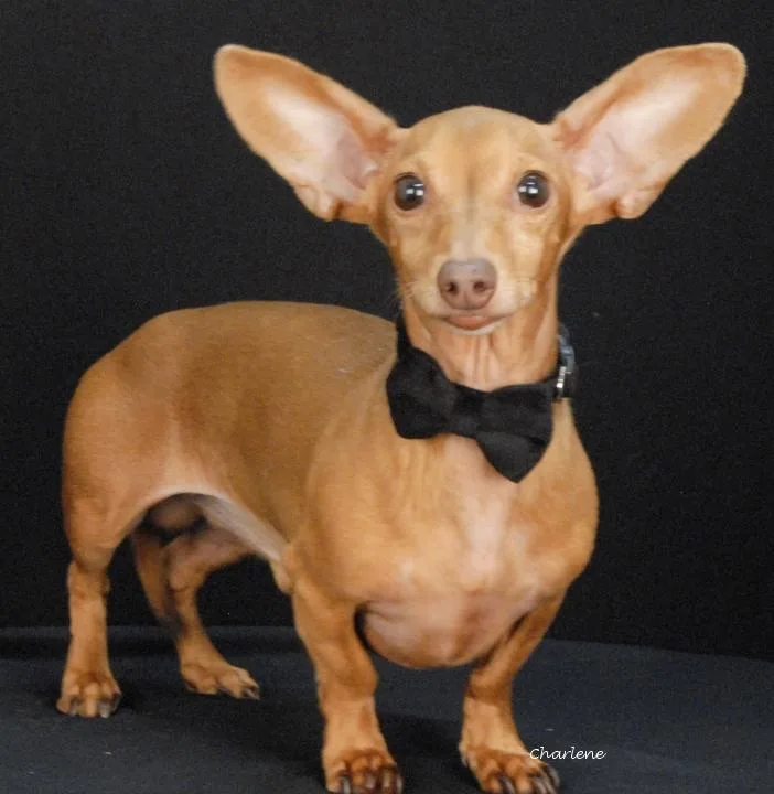 Chiweenie thumbnail 2