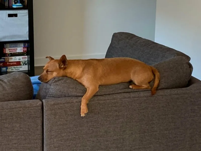 An adult small-sized male Dachshund dog named Hugo for adoption in Coatesville, PA