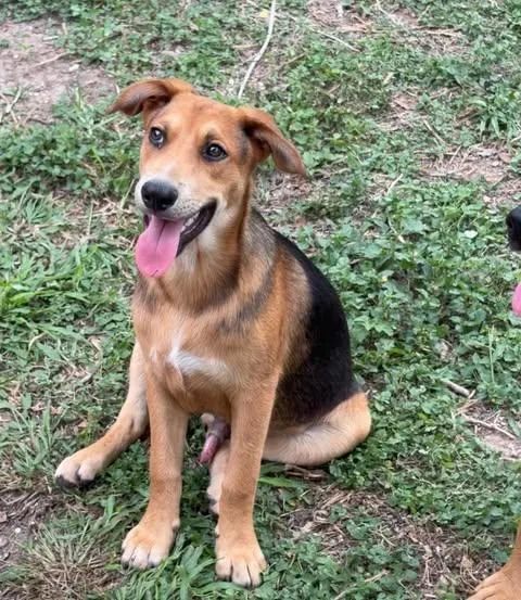 A baby medium-sized male Bicolor Shepherd dog named Friday for adoption in Vernon, CT