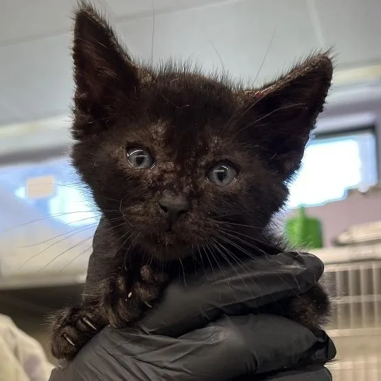 A baby small-sized male Gray / Blue / Silver Domestic Short Hair cat named Kinger for adoption in West Palm Beach, FL