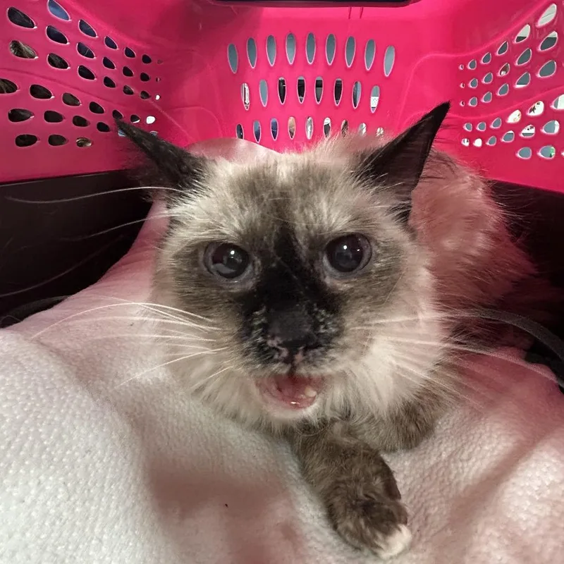 A senior small-sized female Cream / Ivory Siamese cat named Persa for adoption in Newark, NJ
