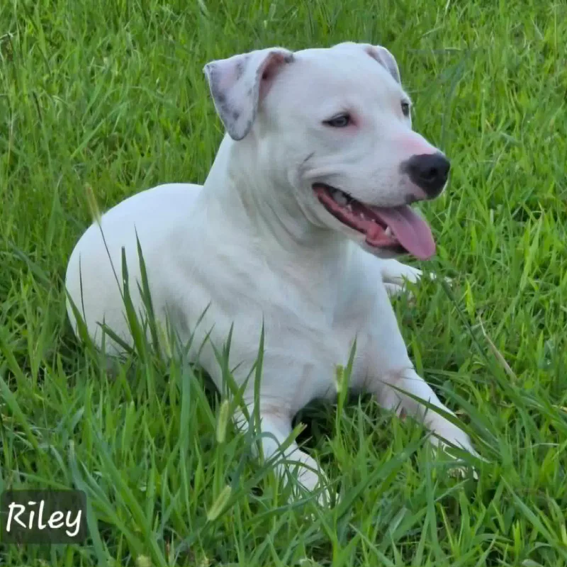 A young medium-sized male Terrier dog named Riley for adoption in Cumberland, RI