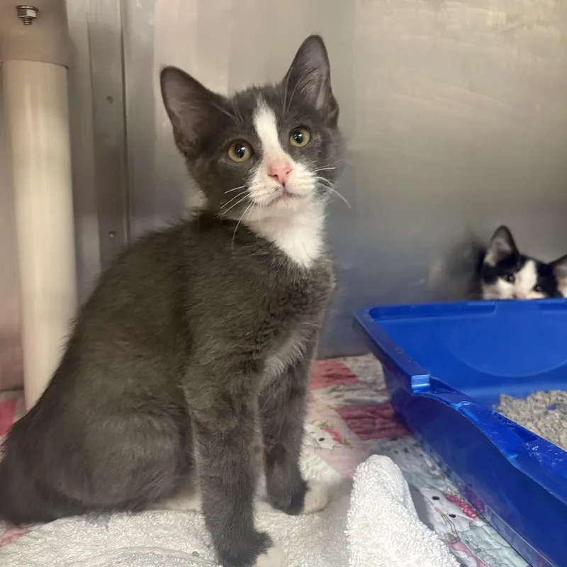 A baby small-sized male Gray & White Domestic Short Hair cat named Cold Brew for adoption in Saint Charles, MO