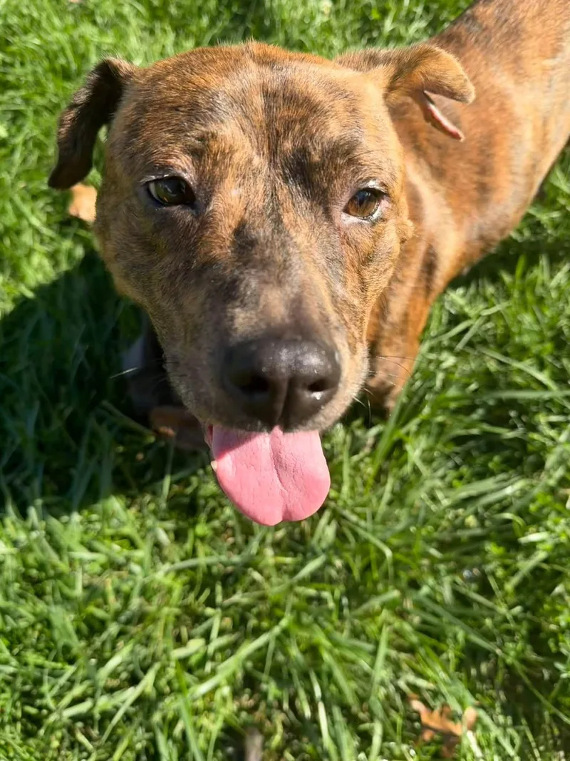 A young medium-sized female Pit Bull Terrier dog named Dottie for adoption in Belleville, MI