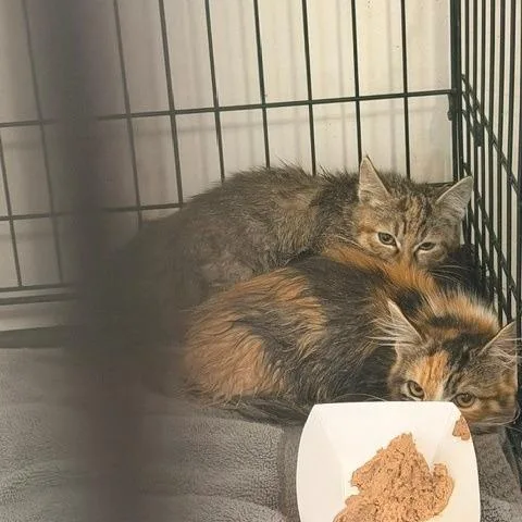 A baby small-sized female Torbie Domestic Short Hair cat named Maple for adoption in Hawthorne, CA