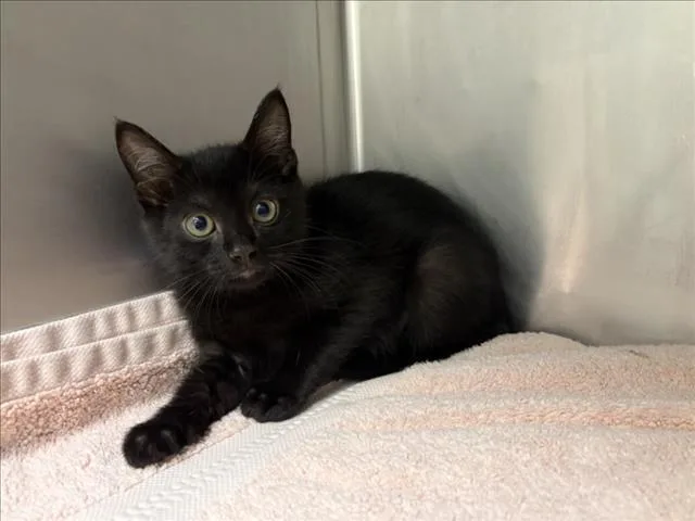 A baby small-sized male Domestic Medium Hair cat named Ancho for adoption in Loveland, CO