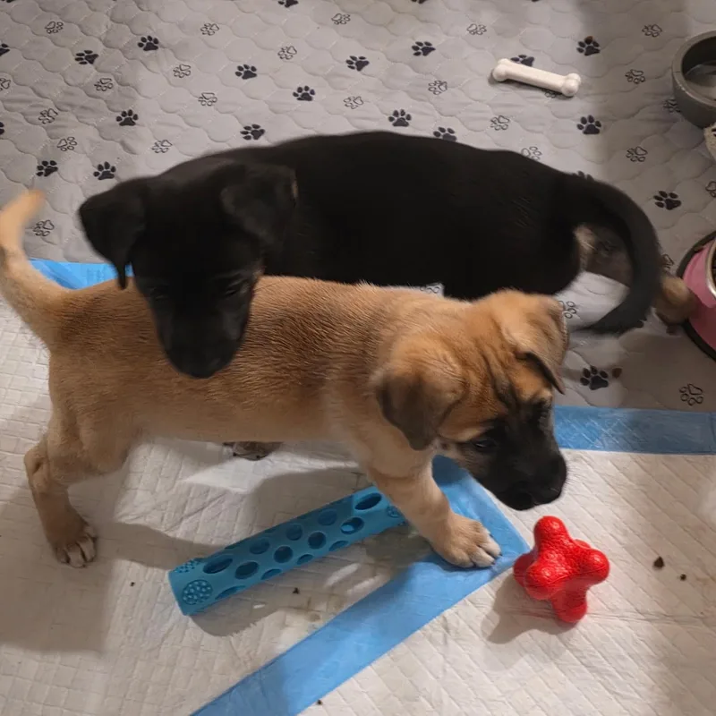 A baby medium-sized female Yellow / Tan / Blond / Fawn German Shepherd Dog dog named Betsy for adoption in DAVIS, CA