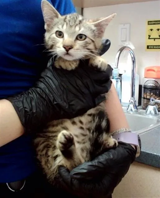 A baby small-sized male Domestic Short Hair cat named Leo for adoption in Martinez, CA